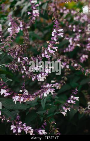 Salvia fiori viola viola salvia su steli lunghi. Fioritura dei fiori di salvia. Foto Stock