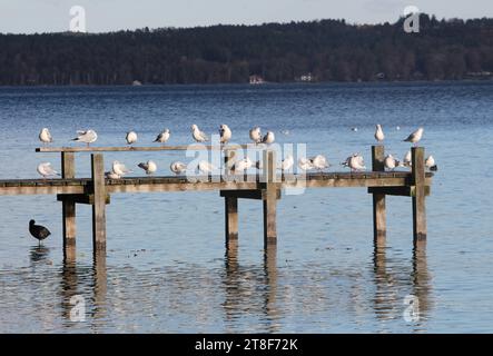 Tutzing, Bayern, Deutschland 20. Novembre 2023: Ein Herbsttag in Tutzing Landkreis Starnberg. Hier der Blick auf einige Möwen, Möven, Larinae, Rotschnabelmöwe die zusammen auf einem Steg sitzen, pausieren, hier am Starnberger SEE, Tier, Wasservögel, Vögel *** Tutzing, Baviera, Germania 20 novembre 2023 una giornata autunnale nel distretto di Tutzing Starnberg qui la vista di alcuni gabbiani, gabbiani, Larinae, gabbiano dal becco rosso seduto insieme su un molo, riposando, qui al lago Starnberg, animali, uccelli, uccelli acquatici credito: Imago/Alamy Live News Foto Stock