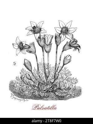 Pulsatilla vulgaris o pasque fiore fiorito pianta appartenente alla famiglia delle farfalle originaria dell'Europa montuosa con fiori viola a forma di campana adatti ad un giardino alpino. Foto Stock