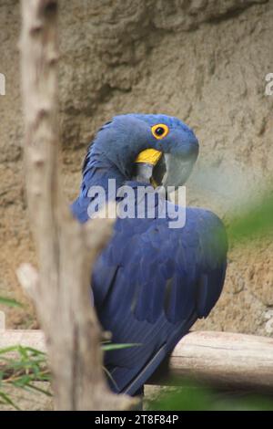un pappagallo blu seduto in cima a un ramo d'albero Foto Stock