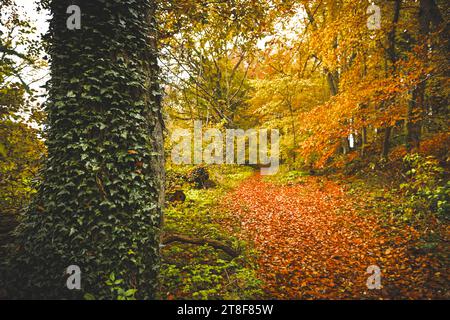 Herbstlicher Naturwald in Scharbeutz, Schleswig-Holstein, Deutschland *** Foresta naturale autunnale in Scharbeutz, Schleswig Holstein, Germania Credit: Imago/Alamy Live News Foto Stock