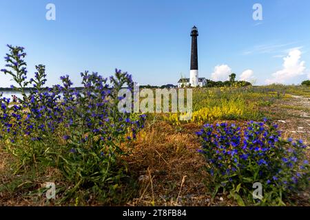 Faro sorvo e fiori su una piscina di Sõrve, una penisola che forma la sezione più meridionale dell'isola estone di Saaremaa, Estonia Foto Stock