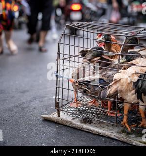 Polli e anatre in gabbia, pronti per la vendita in un mercato di strada vietnamita. Foto Stock