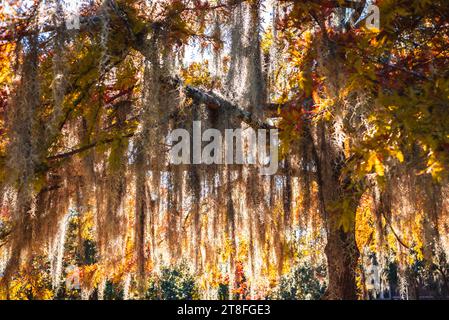 Querce vive adornate con foglie di colore autunnale e muschio spagnolo al Colonial Park Cemetery di Savannah, Georgia, Stati Uniti. Foto Stock