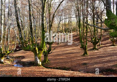 Il faggio europeo (Fagus sylvatica) è un albero deciduo originario delle montagne dell'Europa centrale e meridionale. Questa foto è stata scattata a Otzarreta, Gorbei Foto Stock