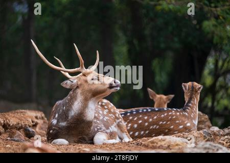 Il cervo visayano maculato (Rusa alfredi) o cervo filippino giacente rilassato a terra con gli occhi chiusi, animale della famiglia Cervidae. Foto Stock