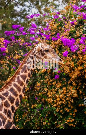 La Giraffa nubiana (Giraffa camelopardalis) ritratto contro l'albero in fiore, animale in pericolo critico della famiglia Giraffidae. Foto Stock