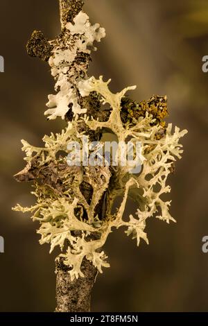 Stampa/poster pronta per macro ad alta risoluzione, semi-astratto, colorato naturalmente e trame di un ritratto di natura morta con uno spazio negativo Foto Stock