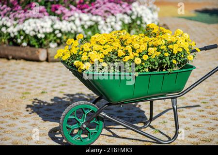 Crisantemi gialli brillanti in una carriola verde con sfondo floreale sfocato in un giardino autunnale Foto Stock