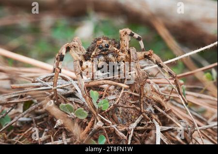 Un primo piano di un grande ragno di lupo bruno che si fonde nell'ambiente circostante su un terreno boschivo, mostrando l'intricata mimetizzazione e le tattiche di sopravvivenza di Foto Stock