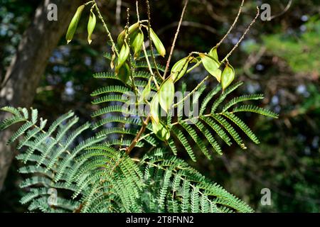 L'acqua piangente (Peltophorum africanum) è un albero deciduo originario dell'Africa meridionale. Dettagli di infiorescenza. Foto Stock