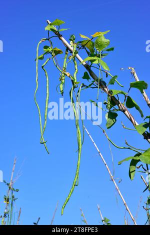 Il fagiolo di asparagi (Vigna unguiculata sesquipedalis) è un vitigno annuale rampicante originario del sud-est asiatico e coltivato in altre regioni temperate per la sua Foto Stock