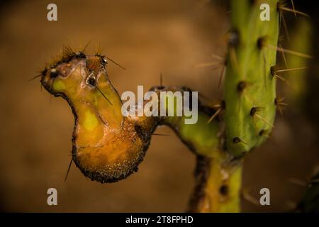 Studio dettagliato dei cactus Prickly Pear danneggiati, deformati o con taglio a grattacielo. Foto Stock