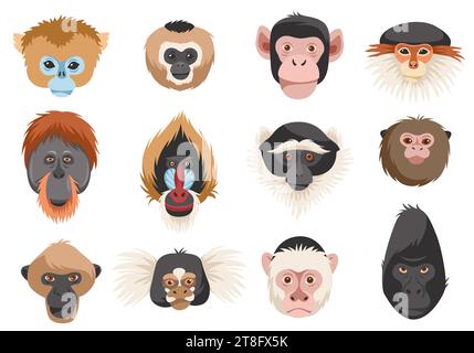 Teste delle scimmie. Razze diverse, ritratti di primati, divertenti animali esotici, scimpanzé, orangotango, gorilla e mandrill. Cartone animato degli abitanti della giungla piatto Illustrazione Vettoriale