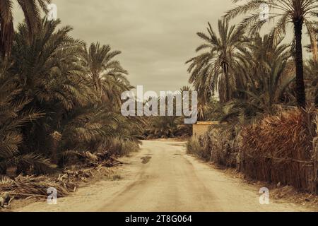 La polverosa strada rurale attraverso la piantagione di palme in Africa (Maghrib) durante la calda giornata in Tunisia. Foto Stock