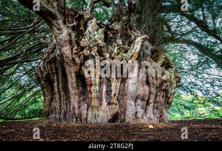 L'antica Ankerwycke Yew vicino Wraysbury nel Berkshire REGNO UNITO UN 1500 forse 2500 anno vecchio albero Foto Stock