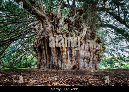 L'antica Ankerwycke Yew vicino Wraysbury nel Berkshire REGNO UNITO UN 1500 forse 2500 anno vecchio albero Foto Stock