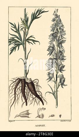 Aconitum napellus 'Monkshood' - incisione su copperplate colorata a mano, Chaumeton & Turpin, 1830. Foto Stock