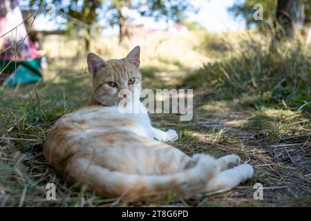 Gatto domestico bianco e arancione che giace nell'erba del giardino accanto a un sentiero all'ombra, morbido fuoco Foto Stock