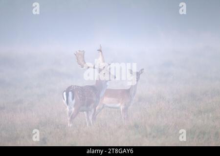 I cervi europei a riposo (Dama dama), maschi e femmine, foraggiano in praterie ai margini della foresta in una fitta nebbia mattutina in autunno/autunno Foto Stock