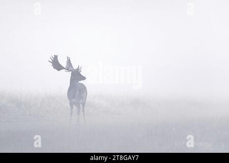 Buck di cervo europeo a riposo (Dama dama) / maschio che praticano il foraggio nei prati ai margini della foresta nella fitta nebbia mattutina in autunno / autunno Foto Stock