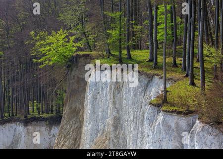 Faggi sul bordo di una scogliera bianca erosa di gesso nel Parco Nazionale di Jasmund sull'Isola di Rugen nel Mar Baltico, Meclemburgo-Vorpommern, Germania Foto Stock