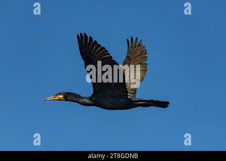 DATA RECORD NON INDICATA Fliegender Kormoran Fliegender Kormoran. Kormoran im Flug. Troisdorf, Nordrhein-Westfalen, Deutschland, 18.05.2023 *** Flying Cormorant Flying Cormorant in flight Troisdorf, North Rhine-Westphalia, Germania, 18 05 2023 Copyright: JOKER/HadyxKhandani JOKER230518531008 Credit: Imago/Alamy Live News Foto Stock