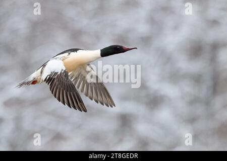 Common Merganser Foto Stock