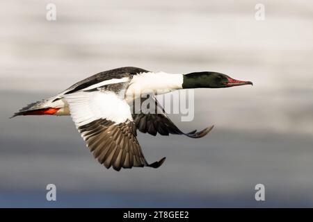 Common Merganser Foto Stock