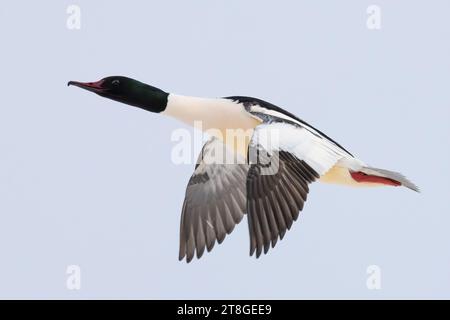 Common Merganser Foto Stock