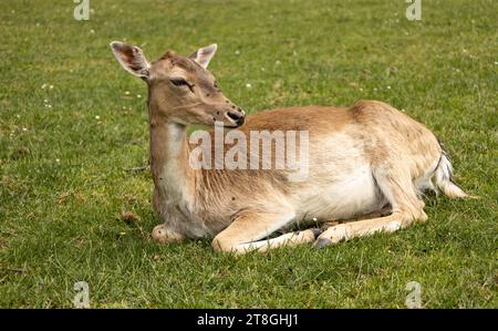 Splendido esemplare di cervo femmina seduto nell'erba. Grande animale di mammiferi Foto Stock