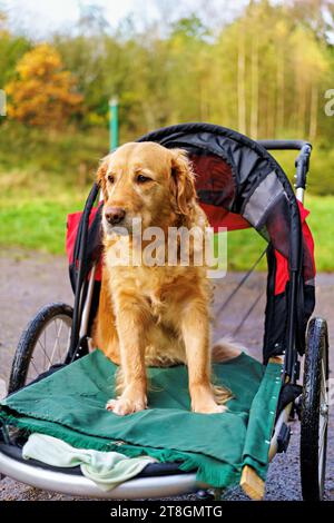 Uno splendido Golden retriever è seduto tranquillamente in un passeggino aperto, crogiolandosi alla luce del sole lungo un pittoresco sentiero pavimentato Foto Stock