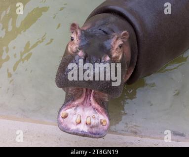 Un enorme ippopotamo nell'acqua apre la bocca con zanne segate. Animali selvatici nel loro habitat naturale. Fauna selvatica africana. Anfibio. Ippopotami - Th Foto Stock