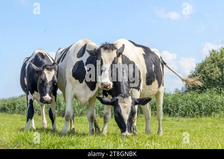 Tre mucche che giocano, gioiose e felici in un campo, abbraccio di gruppo in una giornata di sole Foto Stock