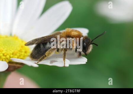 Primo piano naturale di un'ape da miniera grigia con toppe Andrena nitida, seduta su un fiore bianco Foto Stock