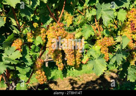 uva bianca in autunno su una vite Foto Stock