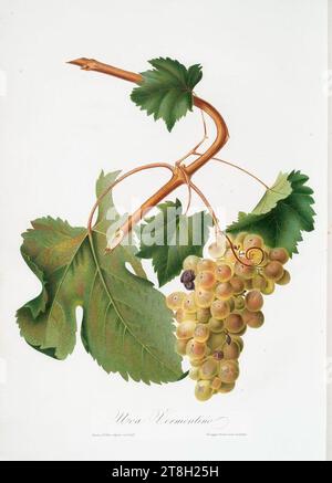 Uva Vermentino - Giorgio Gallesio. Foto Stock