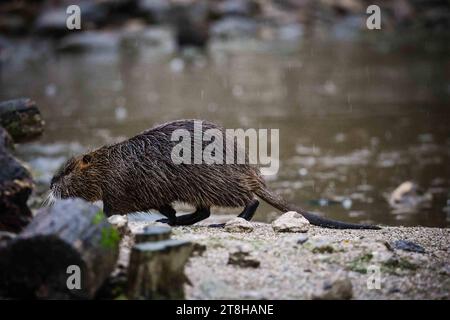 12.11.2023, Poing, GER, Unterwegs in Deutschland, Fototermin, Themenbild, Verschiedene Themenbilder, Symbolbild, Tiere, im Bild nutria, Die selten: das nutria Myocastor coypus, auch Biberratte oder seltener Sumpfbiber, Schweifbiber, Schweifratte oder Coypu genannt, ist eine aus Südamerika stammende und in Mitteleuropa angesiedelte Nagetierart. SIE wird entweder in einer eigenen Familie, Myocastoridae, oder als Unterfamilie Myocastorinae innerhalb der Stachelratten Echimyidae eingeordnet. Nach neueren molekularen Analysen aufgrund homologer DNA-Sequenzen, mitocondrialer und nuklearer Gene gehö Foto Stock