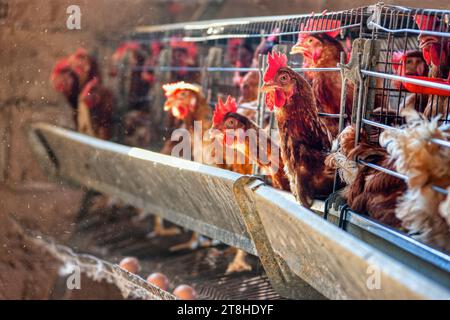 Agricoltura di piccole imprese, produzione di uova, galline in gabbia Foto Stock