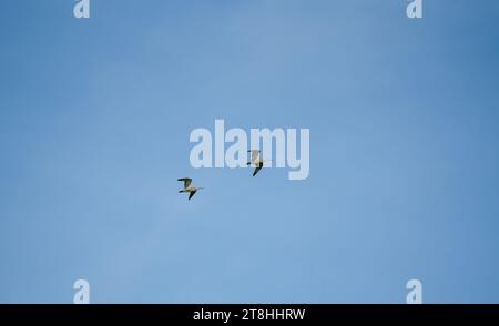 Un paio di corti a molla (Numenius arquata) in volo in basso, cielo azzurro Foto Stock