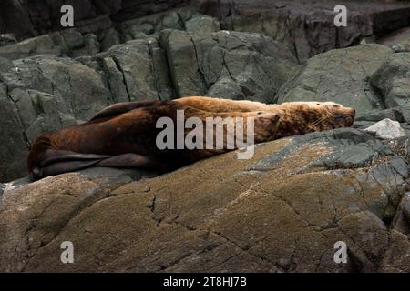 I leoni marini di Steller riposano su qualche roccia sulla costa del Discovery Channel al largo della costa orientale dell'Isola di Vancouver in Canada. Foto Stock