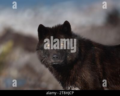 Ritratto di un lupo nero canadese contro un paesaggio innevato Foto Stock