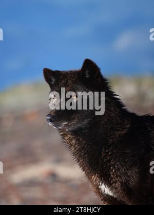 Ritratto di un lupo nero canadese contro il cielo Foto Stock