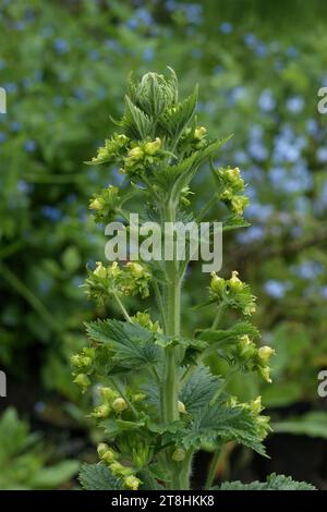 Primo piano verticale naturale su un Figwort giallo fiorito o grande orme , Scrophularia vernalis nel giardino Foto Stock