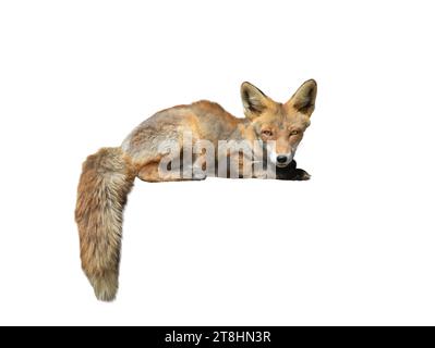 fox isolato su sfondo bianco Foto Stock