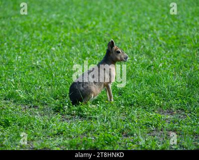 Dolichotis patagonum si trova su erba verde Foto Stock