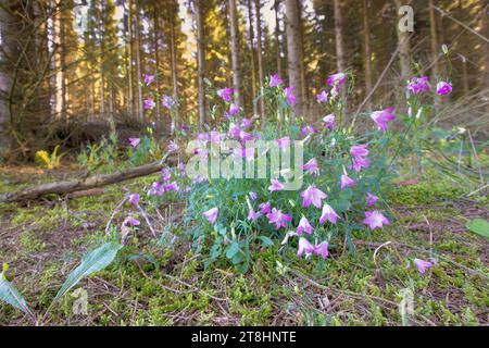 Primo piano di un campanello di Rapunzel o di una pelle di Rumpelstiltskin, Campanula rapunculus, con calici in fiore rosa su uno sfondo di abeti rossi maturi Foto Stock