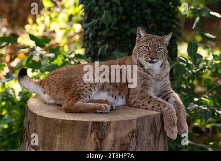 La lince dei Carpazi si trova sullo sfondo della foresta Foto Stock