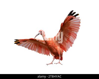 scarlet ibis (eudocimus ruber) isolato su sfondo bianco, ali rosse allungate con estremità nera Foto Stock