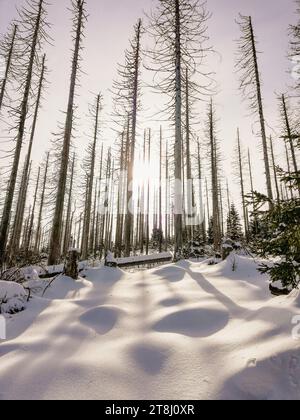 neve fresca intatta nel paesaggio invernale Foto Stock